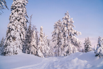 Breathtaking wild winter forest view with snow capped fir and spruce on natural landscape destination, white wood environment in Riisitunturi Lapland national park