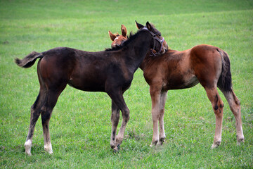 Young horses in field in fall season in Eastern township, Quebec, Canada