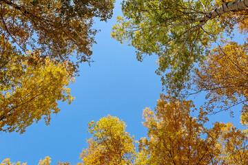 Yellow tree birch with blue sky in the fall. Beautiful bright autumn view with leaves and branches lit by natural sunlight.