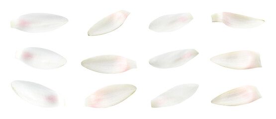 Set of beautiful lotus flower petals on white background. Banner design