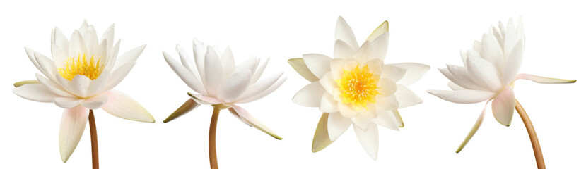 Set of beautiful lotus flowers on white background. Banner design