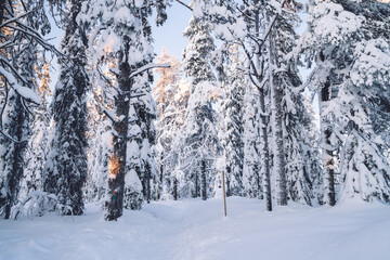 White beautiful trees covered with frost and snow during winter season Riisitunturi national park view with tall spruce on north