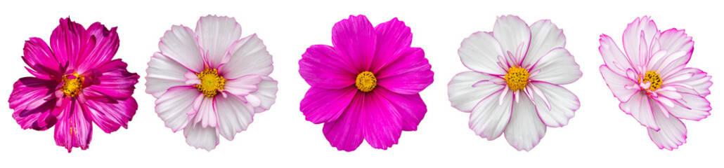 Cosmos flower blossom entirely isolated on white background. Five summer beautiful pink magenta...