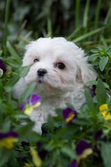 Malteser Welpe in Blumen