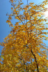 Yellow tree birch with blue sky in the fall. Beautiful bright autumn view with leaves and branches lit by natural sunlight.