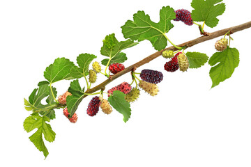 Branch of black mulberry isolated on white