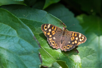 Obraz premium brauner Schmetterling auf einem Blatt