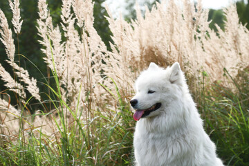 A beautiful white Samoyed dog sits contentedly on the background of autumn grass. A place for a space mine. Horizontal orientation