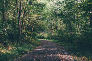 Fototapeta premium Woods Path