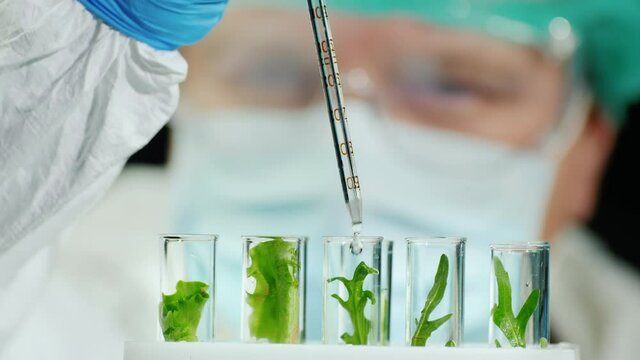 Researcher works in the laboratory with plant samples