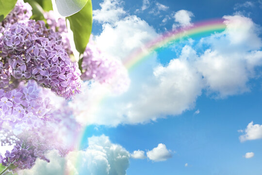 Fantasy world. Beautiful rainbow in sky with fluffy clouds over lilac flowers