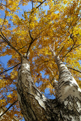 Fototapeta premium Yellow tree birch with blue sky in the fall. Beautiful bright autumn view with leaves and branches lit by natural sunlight.