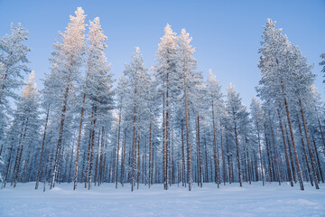 Picture of winter forest scenery with tall firs capped with frost and snow in wild destination, beautiful wood in Lapland national park destination