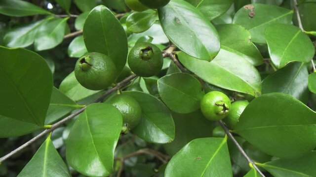 Wild Cattley Guava Growing in Mauritius