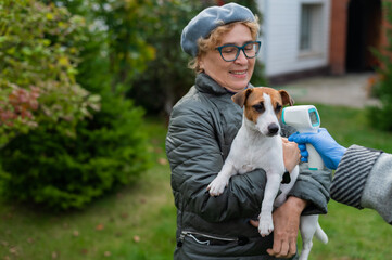 The veterinarian measures the temperature of the dog with a non-contact infrared thermometer...
