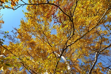 Yellow tree birch with blue sky in the fall. Beautiful bright autumn view with leaves and branches lit by natural sunlight.