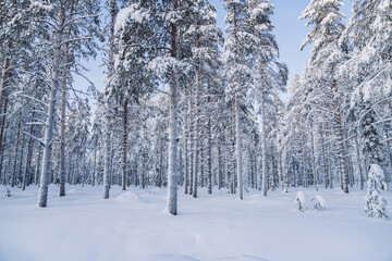 Picture of winter wood scenery with tall firs capped with frost and snow in wild destination landscape, beautiful scenery in Lapland national park destination