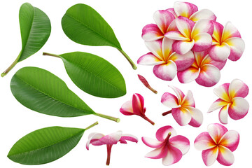 variety of plumeria flowers and leaves isolated on white background
 - obrazy, fototapety, plakaty