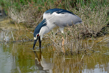 hunting Night heron // jagender Nachtreiher (Nycticorax nycticorax)