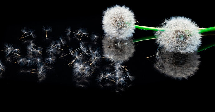 Fleurs de pissenlit avec reflet sur fond noir.	