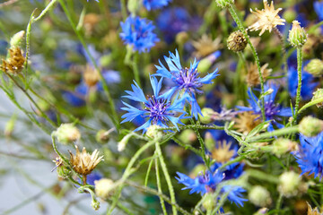 Cornflower - fresh blue and green flowers background