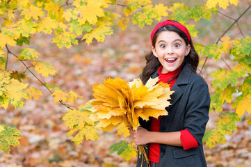 happy child handful of yellow maple leaves in park, autumn