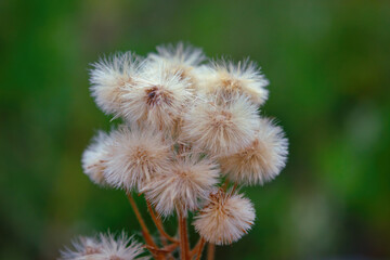White flower with fluffy seeds close-up. Abstract plant background.