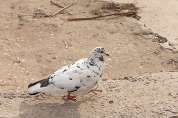 White dove with gray spots