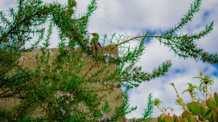 Colibri © DIEGO IBUJES