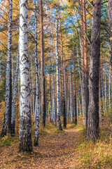 Bright colors of autumn in a mixed forest.