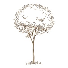 Park tree icon. Hand drawn and outline illustration of park tree vector icon for web design