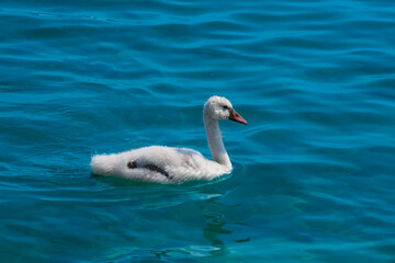 baby swan on blue water