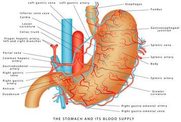 The Stomach and its Blood Supply. Stomach Vasculature. Stomach anatomy of the human internal digestive organ. Parts of the stomach on white background.