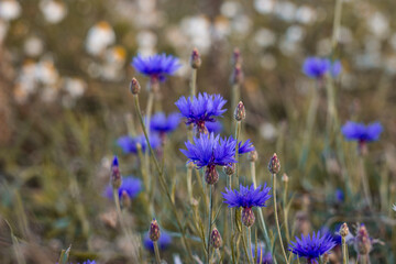 Autumn cornflowers in the field