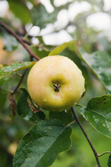 Yellow ripe apple with raindrops on branches of autumn tree
