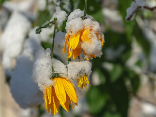 The first snow in our city fell all night and by morning covered all the trees, bushes and flowers...
