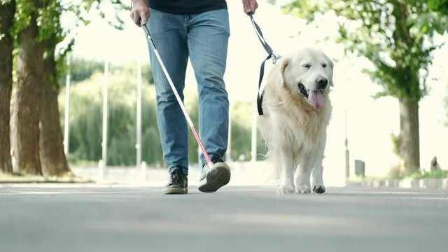 Blind attractive man walking with guide dog in park, good trained golden retriever.