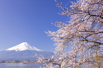 富士山と桜