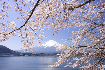 富士山と桜