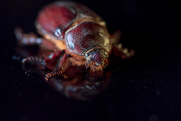 A female scarab beetle on a dark glass.