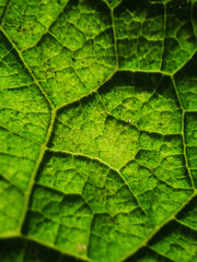 
Close-up green leaf on the phone