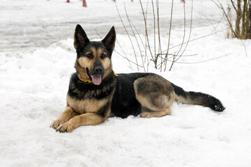 german shepherd dog