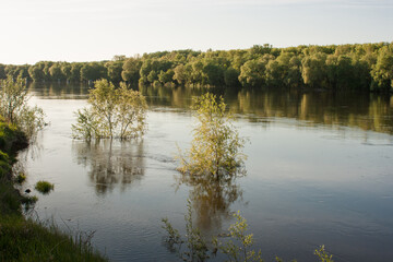 reflection of trees in the water