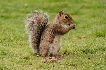 Squirrel eating hazelnut fruit in garden