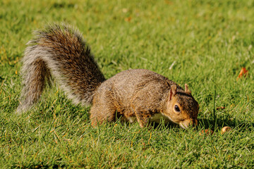 Fototapeta premium Squirrel eating hazelnut fruit in garden