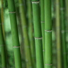 Bamboo forest, natural green background in the Sochi arboretum.