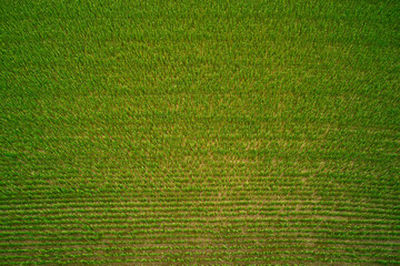 Corn field aerial view. Even rows of corn. Corn plantation top view. Green fields of corn.