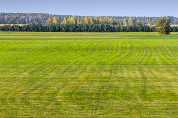 Industrial production of lawn grass in rolls. Trimmed field, resistant to mechanical impact and drought of green lawn grass.