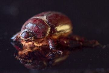 A female scarab beetle on a dark glass.