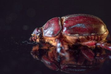 A female scarab beetle on a dark glass.